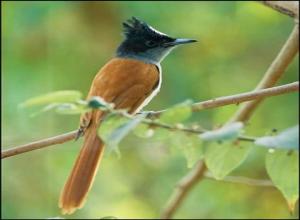 Asian paradise fly catcher 