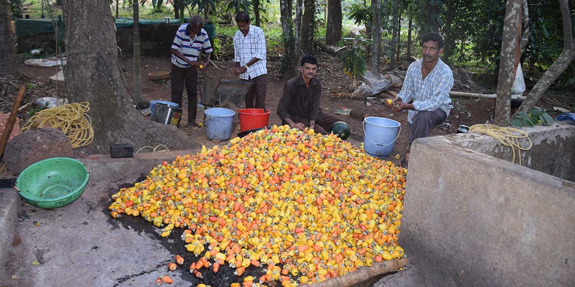 Cashew Fruit and Feni tour