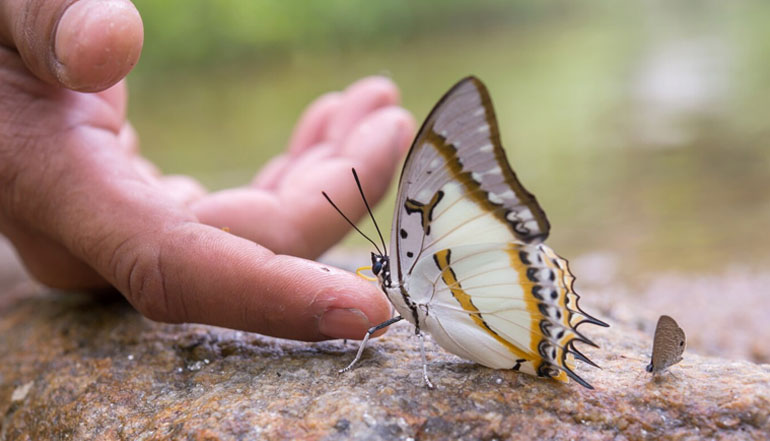 Butterfly Park