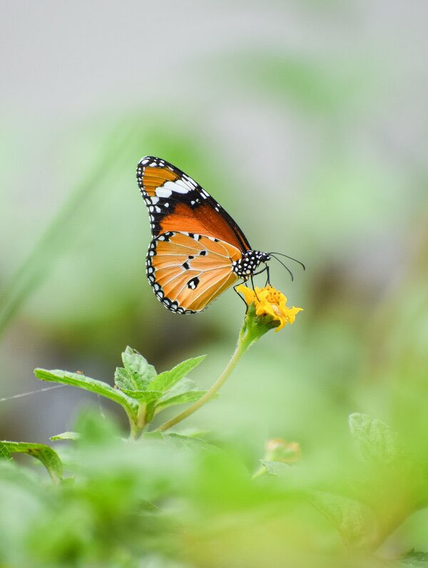 Butterfly Park